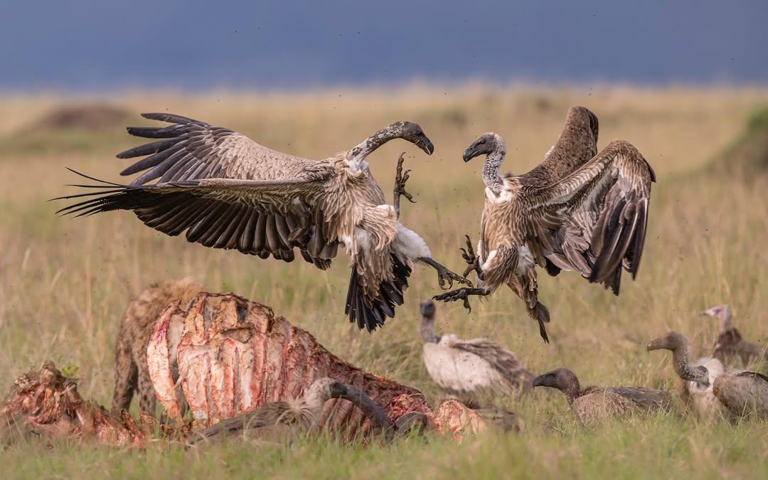Battle of the Scavengers — Vultures at a Kill