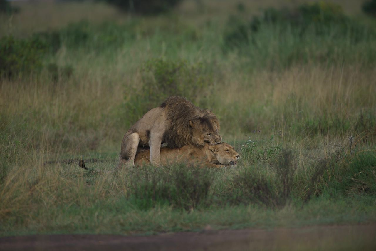 Lions Mating on the Savannah