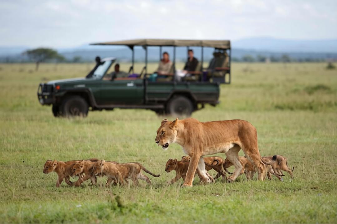 The Pride Moves — Lioness Leading Her Cubs Past Safari Tourists
