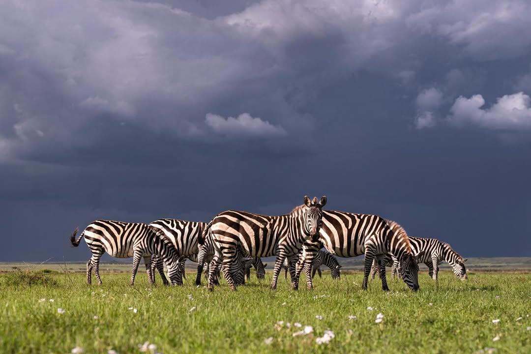 Stripes Before the Storm — Zebra Herd on the Plains