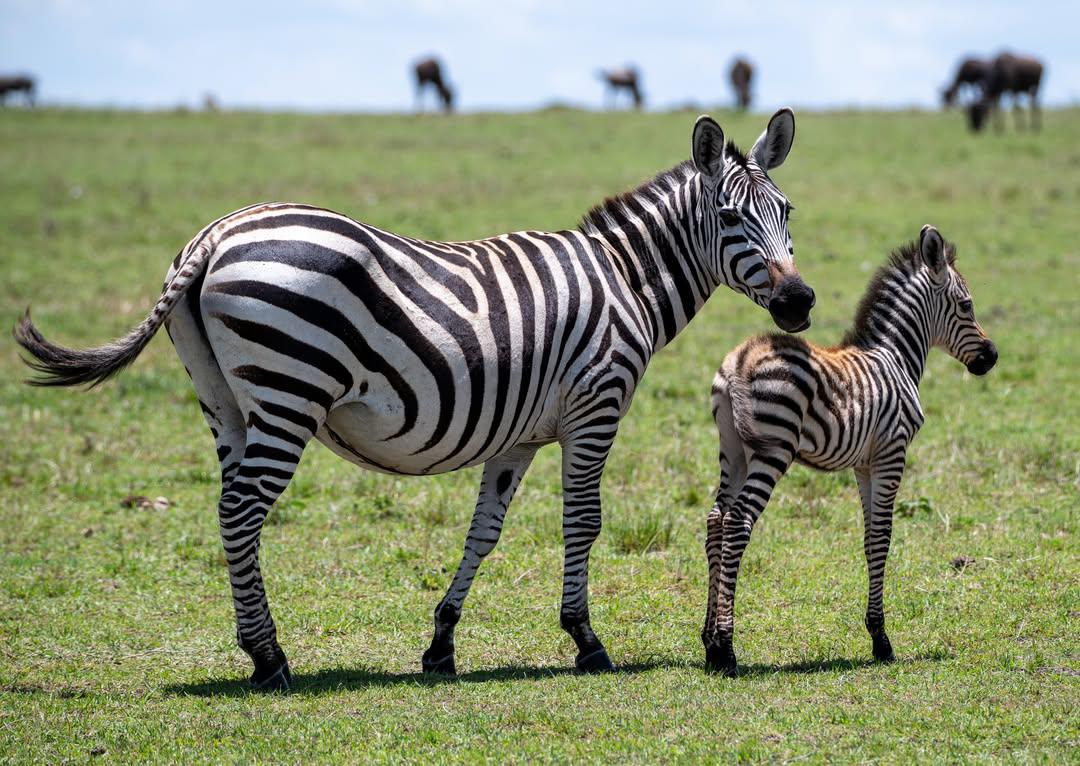 New Life on the Plains — Zebra Foal Birth Signals a Healthy Ecosystem