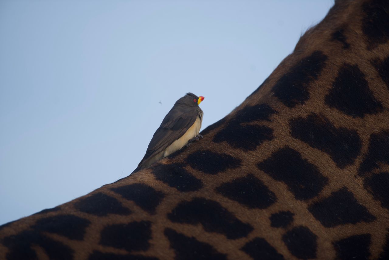Nature's Parasite Control — The Oxpecker's Role in Wildlife Health